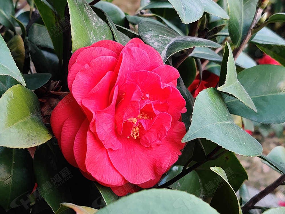 桂林鴻程花團(tuán)錦簇，滿園春色，邀您一起共賞春景，共商大計(jì)！